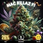Mac-Rillaz-F1-Kush-cannabis-strain-hero Mac Rillaz F1 is a premium hybrid cannabis strain celebrated for its potent effects and intricate flavor profile