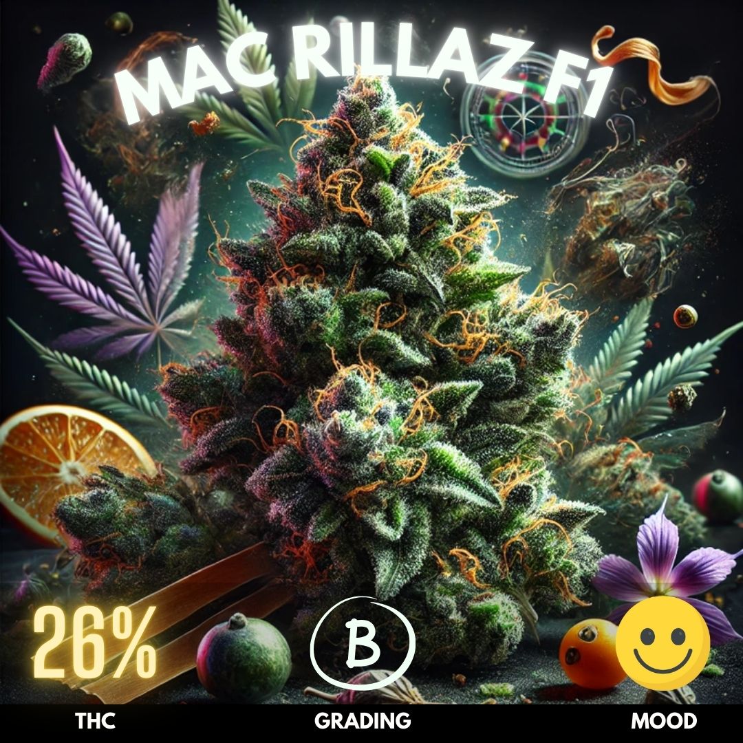 Mac Rillaz F1 is a premium hybrid cannabis strain celebrated for its potent effects and intricate flavor profile