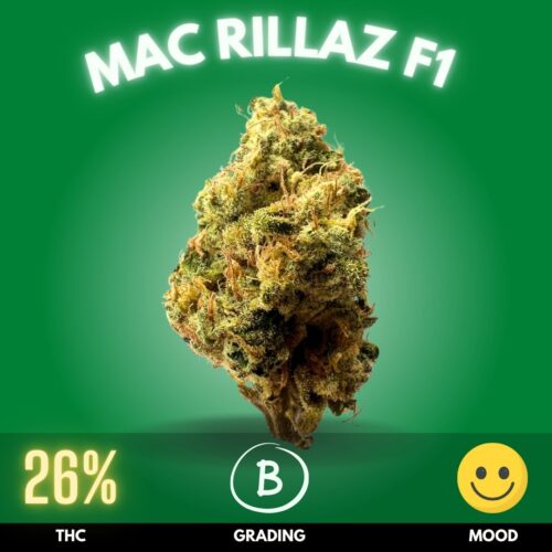 Mac Rillaz F1 is a premium hybrid cannabis strain celebrated for its potent effects and intricate flavor profile