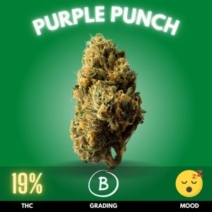 Purple Punch is a highly popular Indica-dominant hybrid cannabis strain that perfectly blends potency and flavor. With THC levels typically ranging from 18% to 20%