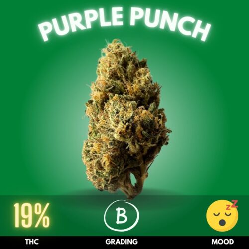 Purple Punch is a highly popular Indica-dominant hybrid cannabis strain that perfectly blends potency and flavor. With THC levels typically ranging from 18% to 20%