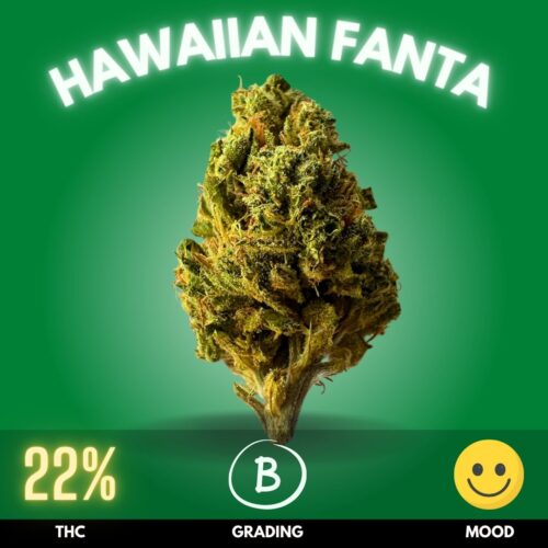 The Hawaiian Fanta strain, known for its tropical flavors and balanced effects, is a hybrid cannabis strain that combines the best of both Sativa and Indica characteristics. This strain typically contains THC levels ranging from 18% to 23%