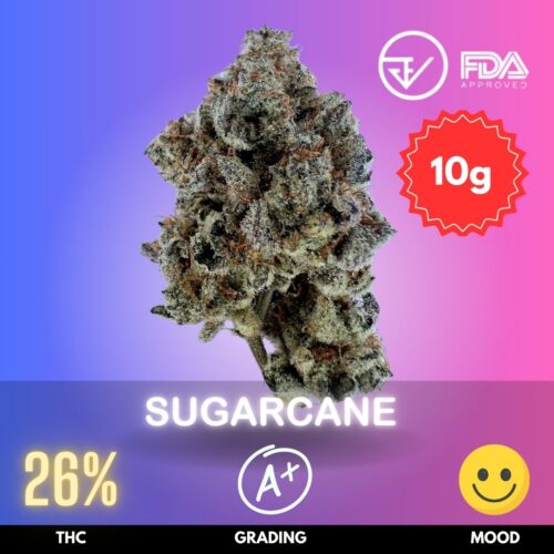 Sugarcane strain in Thailand