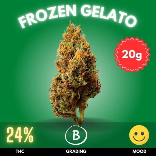 Frozen Gelato is a delightful hybrid cannabis strain celebrated for its rich flavor