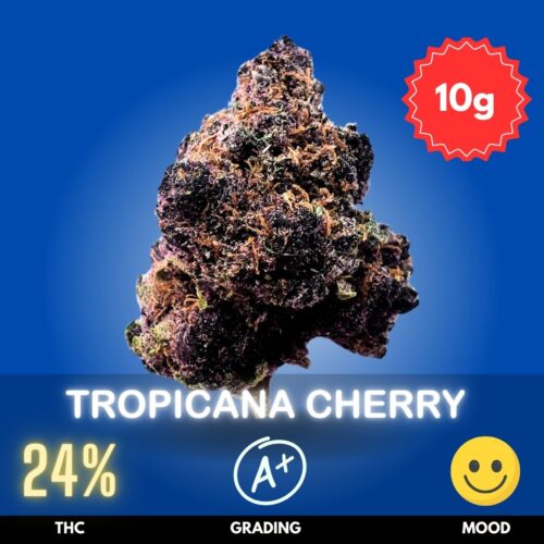 Tropicana Cherry is a premium cannabis flower, meticulously indoor-grown by one of Thailand’s finest artisan cultivators