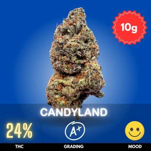 Candyland is a premium cannabis flower in Thailand