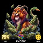 chimera-strain-thailand-hero Permanent Chimera is valued for its versatility in alleviating various symptoms. Its uplifting effects can help combat depression, stress, and fatigue