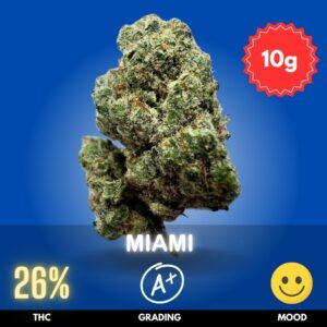 Miami strain is a pure Sativa powerhouse renowned for its energizing and uplifting effects. With a striking THC content around 26% and approximately 2% CBD,
