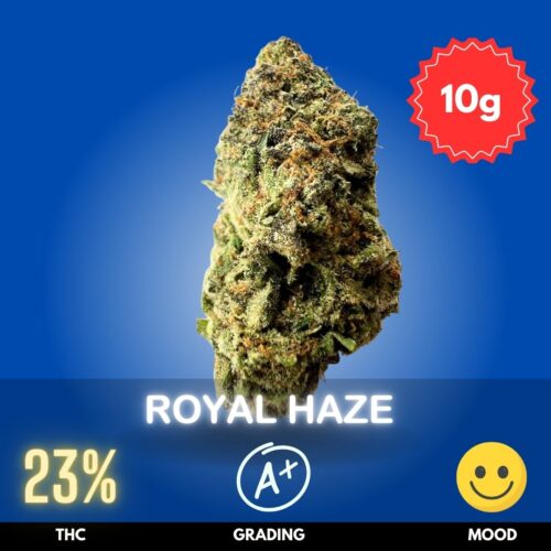 Royal Haze is a Sativa-dominant cannabis strain delivering an energetic and uplifting experience. With a THC content of 23%