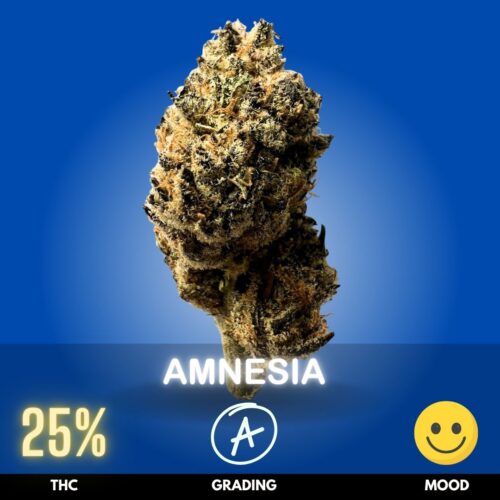 Amnesia