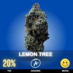 Lemon Tree is a refreshing, citrus‑forward cannabis strain celebrated for its bright lemon aroma and uplifting effects. With THC levels typically around 18–21%