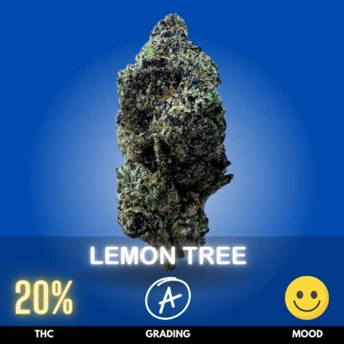 Lemon Tree is a refreshing, citrus‑forward cannabis strain celebrated for its bright lemon aroma and uplifting effects. With THC levels typically around 18–21%