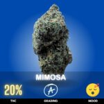 Mimosa is a vibrant, uplifting cannabis strain known for its bright citrus aroma and energizing effects. With THC levels typically around 19–22%,