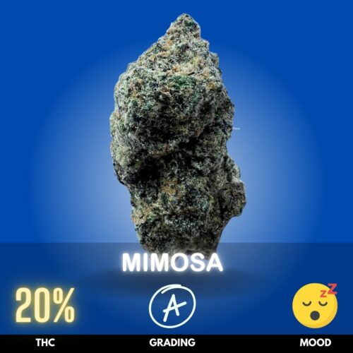 Mimosa is a vibrant, uplifting cannabis strain known for its bright citrus aroma and energizing effects. With THC levels typically around 19–22%,