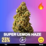 Super Lemon Haze is a sativa-dominant hybrid celebrated for its vibrant citrus character, uplifting effects, and legendary status among classic haze strains. Bred from Lemon Skunk and Super Silver Haze, it typically carries THC levels around 18–25%,