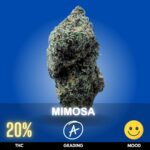 Mimosa is a vibrant, uplifting cannabis strain known for its bright citrus aroma and energizing effects. With THC levels typically around 19–22%