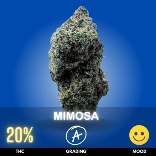 Mimosa is a vibrant, uplifting cannabis strain known for its bright citrus aroma and energizing effects. With THC levels typically around 19–22%