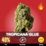Tropicana Glue is a bold, flavorful Sativa-dominant hybrid strain that delivers a powerful punch with THC levels reaching up to 40%