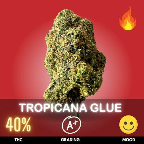 Tropicana glue is a bold, flavorful sativa-dominant hybrid strain that delivers a powerful punch with thc levels reaching up to 40%