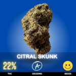 Citral Skunk is a vibrant citrus-forward hybrid strain, slightly Sativa-dominant, bred from the legendary Skunk #1 and a select Citral lineage. With THC level of around 22%