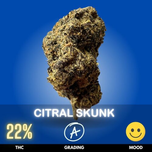 Citral Skunk is a vibrant citrus-forward hybrid strain, slightly Sativa-dominant, bred from the legendary Skunk #1 and a select Citral lineage. With THC level of around 22%