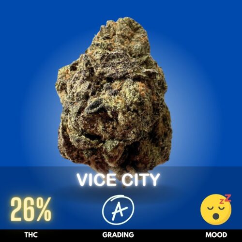 Vice City is a potent hybrid strain with a slight Indica dominance, typically boasting a THC level around 26%