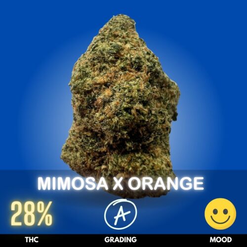 Mimosa X Orange is a vibrant Sativa dominant hybrid celebrated for its citrus-forward aroma, energetic effects, and flavorful smoke. This strain combines the uplifting genetics of Mimosa with sweet orange terpene profiles, creating a refreshing cultivar that typically tests around 28% THC