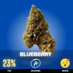 Blueberry is a legendary Indica-dominant strain celebrated for its sweet berry aroma, calming body effects, and vibrant purple-blue hues