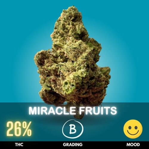 Miracle Fruits is a flavorful hybrid strain celebrated for its vibrant terpene profile, powerful potency, and balanced effects. Testing at 26% THC