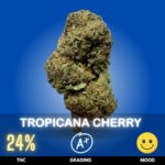 Tropicana Cherry is a vibrant sativa-dominant hybrid celebrated for its striking purple hues, sparkling trichomes, and unmistakable citrus-cherry aroma