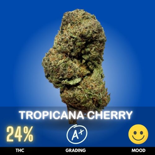 Tropicana Cherry is a vibrant sativa-dominant hybrid celebrated for its striking purple hues, sparkling trichomes, and unmistakable citrus-cherry aroma