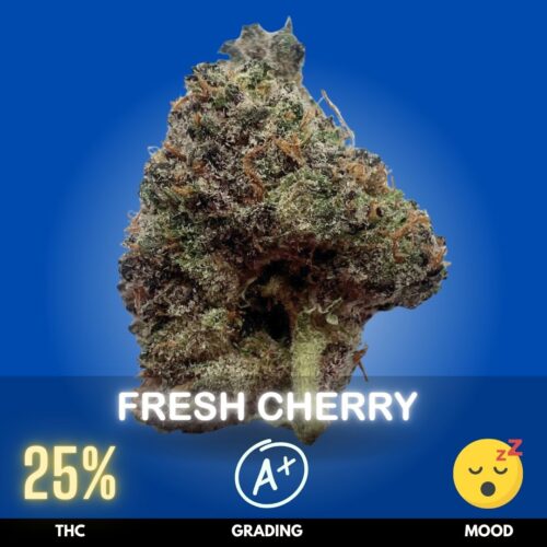 Fresh Cherry is a flavorful hybrid cannabis strain celebrated for its bright fruit character and balanced effects. Often described as Indica-dominant, it commonly features THC levels around 25%