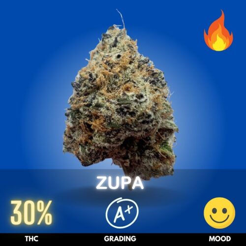Zupa is an Indica-dominant hybrid created by crossing Sherbanger × Zoap. With THC levels of 27–31%,